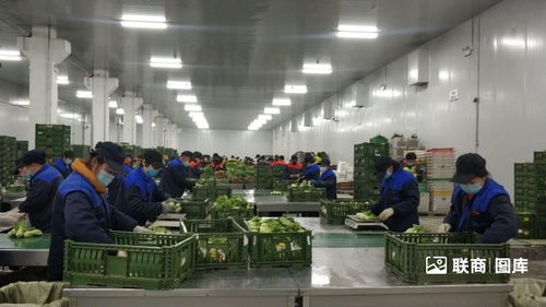 探访物美包装菜加工厂 日产200吨背后的现代化供应链
